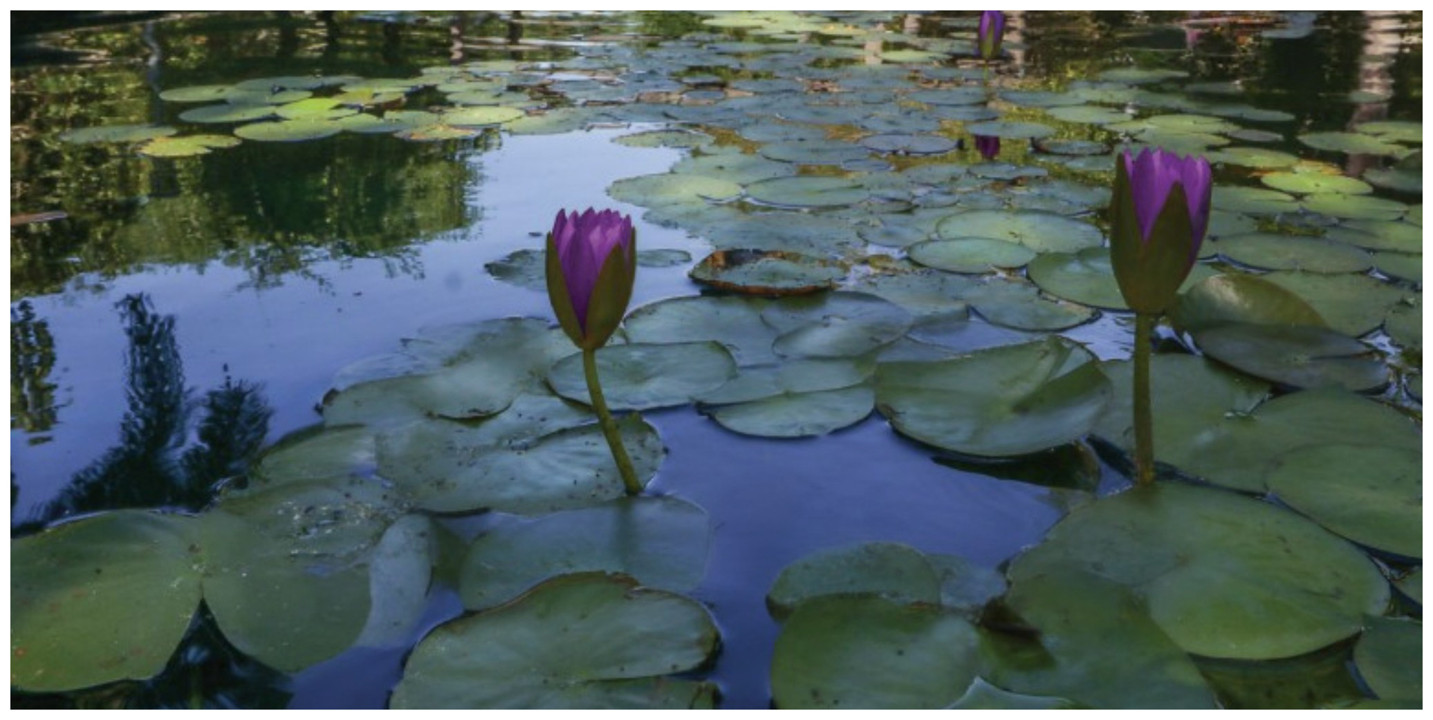 The mission of the FSW Foundation is to support the strategic priorities of Florida SouthWestern State College by providing additional funding and resources.